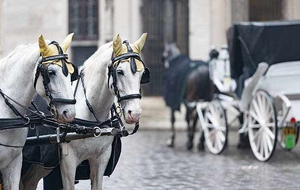 istock Horses and carriage on stefansplatz in Vienna. 518911510