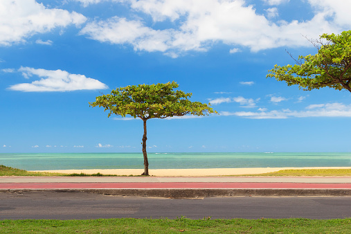 Almond tree on beach blue sky background, Vila Velha,