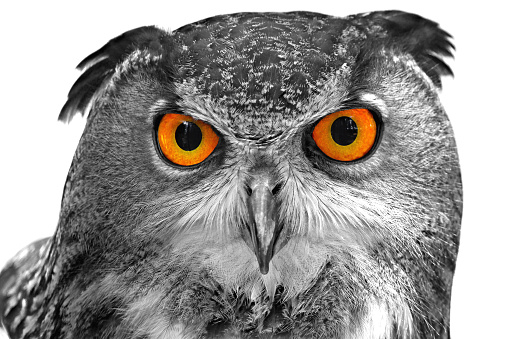 A stunning shot of a Eurasian Owl.