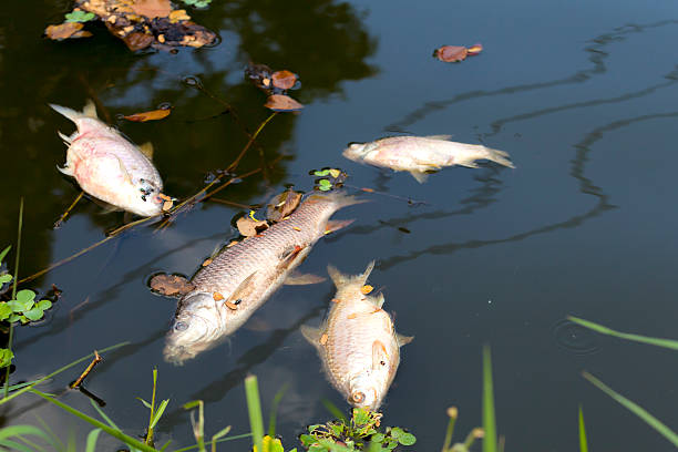 tote fische zeigt in den fluss wasser ressource, die wasserverschmutzung - totes tier stock-fotos und bilder