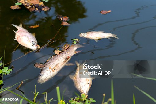 989 Fish Dead Animal Water Pollution Pollution Stock Photos, Pictures &  Royalty-Free Images - iStock