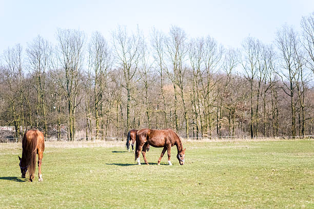 Horses grazing in a vast green field under a clear sky, capturing a peaceful rural scene.