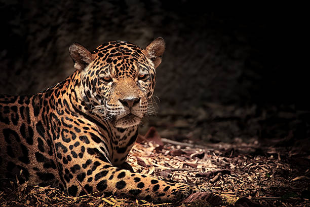 istock Close up of leopard with intense eyes 518913183