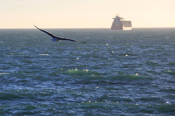 istock seagull soaring over the sea 518913397