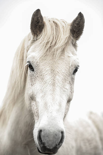 istock Eye of a Horse 518914617