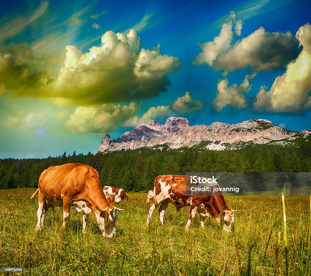 Grazing cows on Dolomites Mountains near Cortina d'Ampezzo Grazing cows on Dolomites Mountains near Cortina d'Ampezzo. Adige River Stock Photo