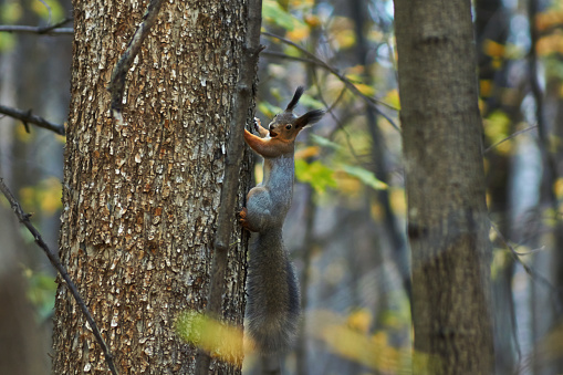 Squirrel on a tree trunk in the autumn forest.