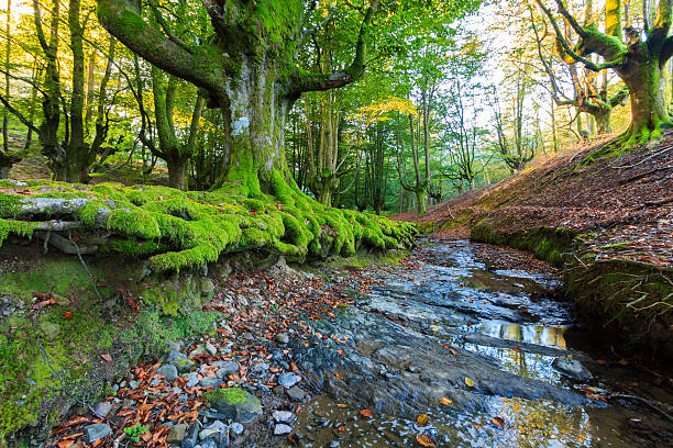 colores otoñales en el bosque verde otzarreta - november tranquil scene autumn leaf fotografías e imágenes de stock