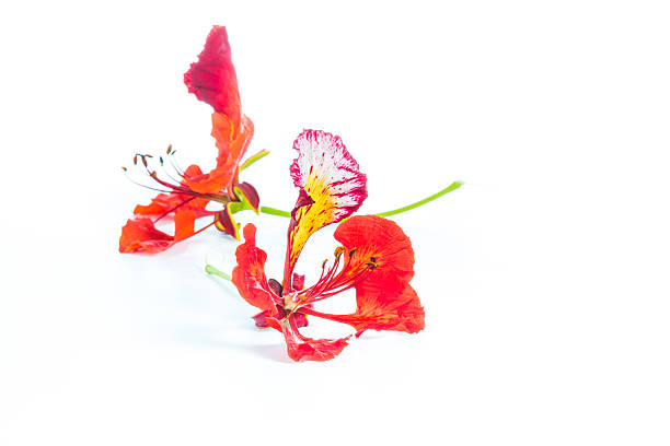 istock Royal Poinciana flower isolated 518916697