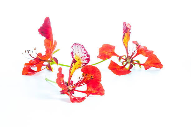 istock Royal Poinciana flower isolated 518916829