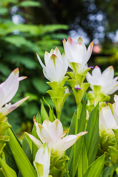 istock White Siam tulip flowers 518917291
