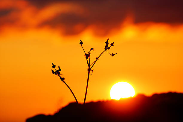 Minimalist nature, Tall Grass silhouette Golden sunset