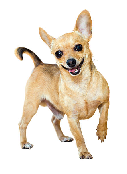 Smiling Mini Toy Terrier Smiling Mini Toy Terrier. Isolated over white russkiy toy stock pictures, royalty-free photos & images