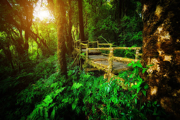 istock walk way into rain forest inthanon mountain,chiang mai thailand 518924053