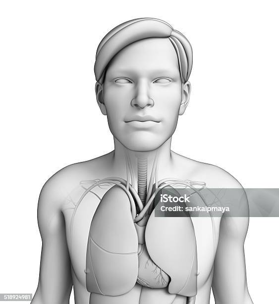 Foto de Corpo Humano Sistema Respiratório Humano e mais fotos de stock de Abdome - Abdome, Abdômen Humano, Alvéolos