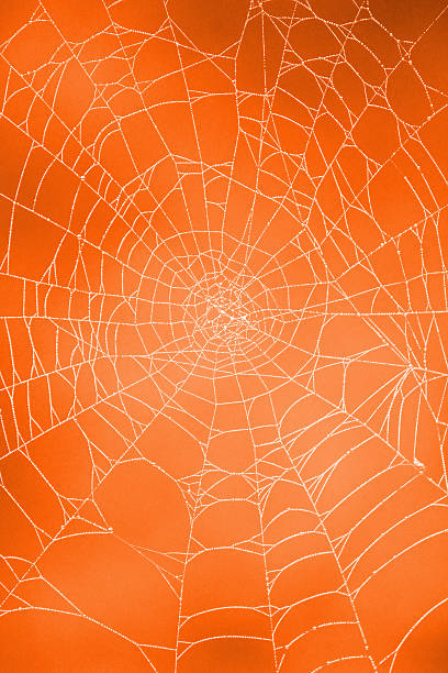 Photo showing a spider's web pictured early in the morning with an autumnal background of a creepy Halloween pumpkin, when it was covered in morning dew drops.  The spider web belongs to a European garden spider / English cross - named because of the pattern of white dots on the back of this common arachnid that form the shape of a cross.