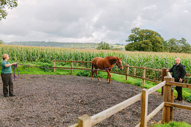 A Vet exercises a horse, at a canter, in the grounds of a veterinary hospital.  Coombefield Veterinary Hospital, Summerleaze Farm, Axminster, Devon. 