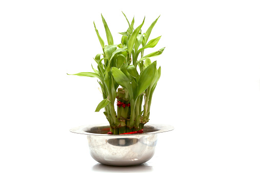 A lucky bamboo plant on a white background in steel pot