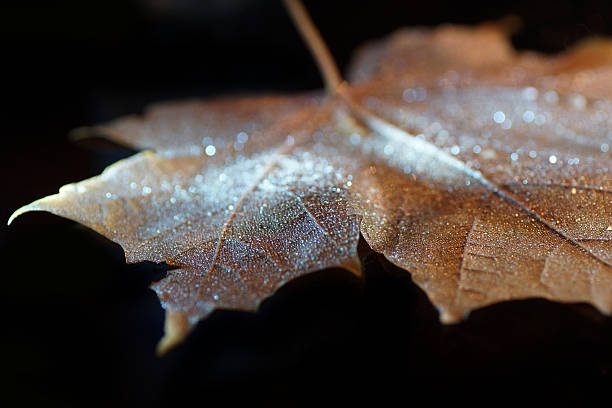 istock Bokeh light, drenched autumn yellow leaf, minimalist 518927703