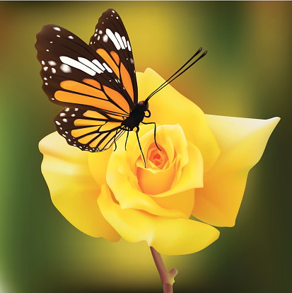 Common Tiger Butterfly On A Yellow Rose - Vector
