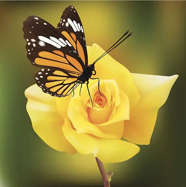 Vector illustration of Common Tiger Butterfly On A Yellow Rose - Vector