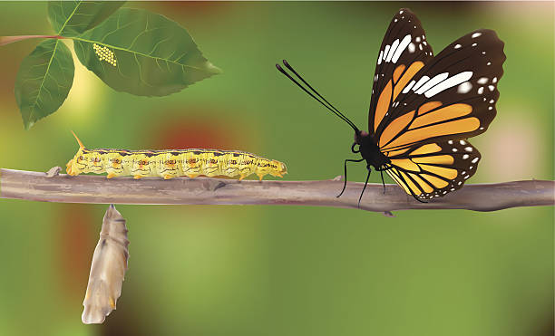 Life Cycle Of Butterflies - Vector Life Cycle Of Butterflies - Vector illustration egg to caterpillar stock illustrations