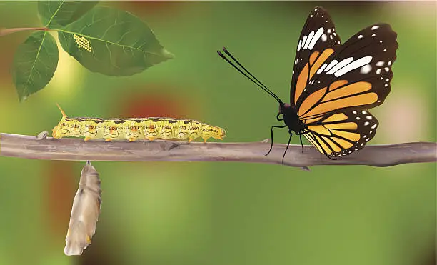 Vector illustration of Life Cycle Of Butterflies - Vector