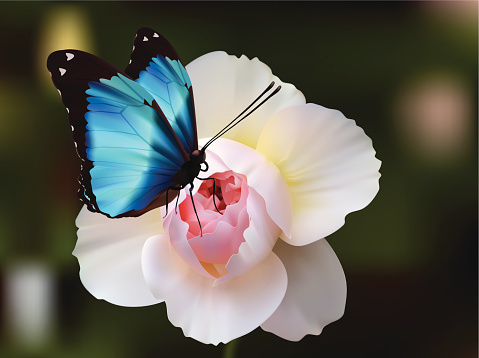 Deidamia Morpho  Butterfly - Vector