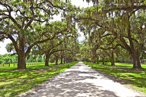 istock beautiful OAK alley 518928419