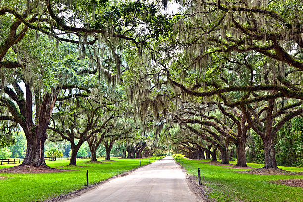 istock beautiful OAK alley 518928421