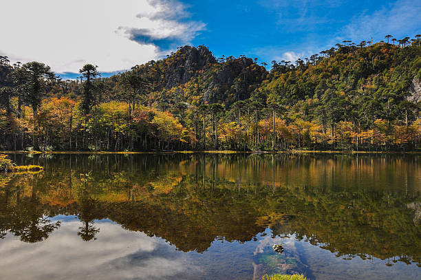 istock Trekking in El Cani Reserve, near Pucon, Chile 518929085