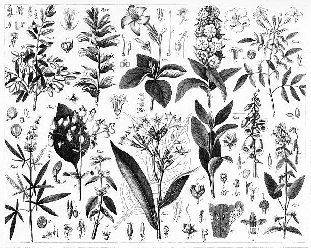 Olive, Verbena, Mint and Fig Plants Engraved illustrations of Members of the Acanthus, Olive, Verbena,Mint, Figwort, and Mightshade Families from Iconographic Encyclopedia of Science, Literature and Art, Published in 1851. Copyright has expired on this artwork. Digitally restored. foxglove photos stock illustrations