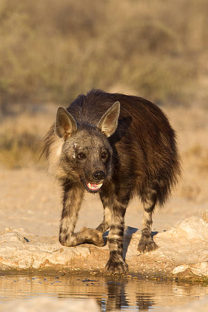 istock Brown Hyena at waterhole 518929705