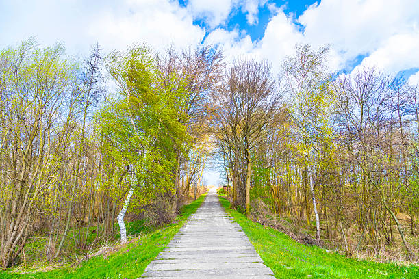 levee with sandy path to beach at baltic sea