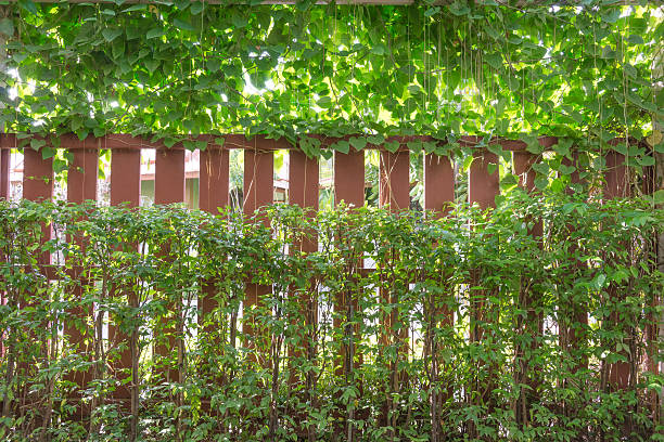 istock Vines wrapped around a fence 518930605