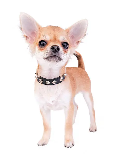 small self-confident Chihuahua puppy portrait with black leather studded collar standing on white background