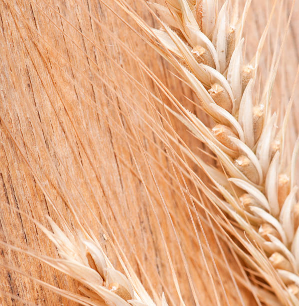 istock wheat on the wood background 518931867