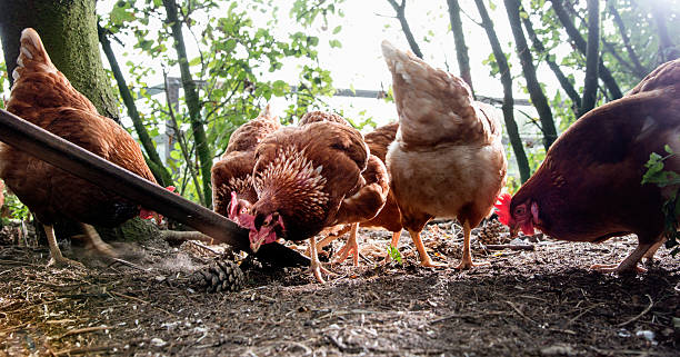 viehweide heben hühner füttert - homegrown produce environment green forest stock-fotos und bilder