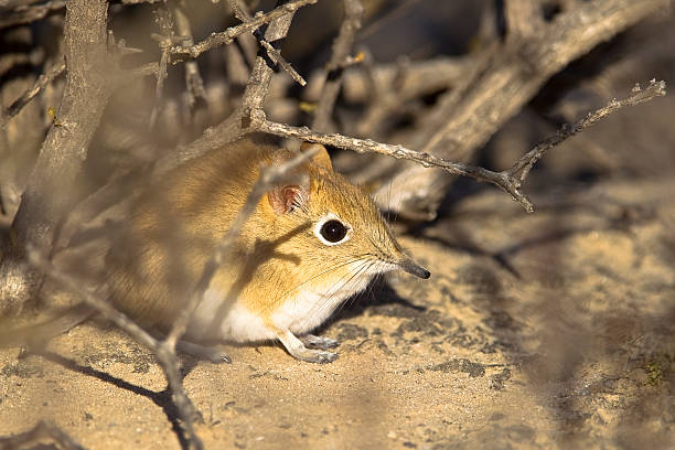 bushveld ryjkonos w roślinności - kalahari gemsbok national park zdjęcia i obrazy z banku zdjęć