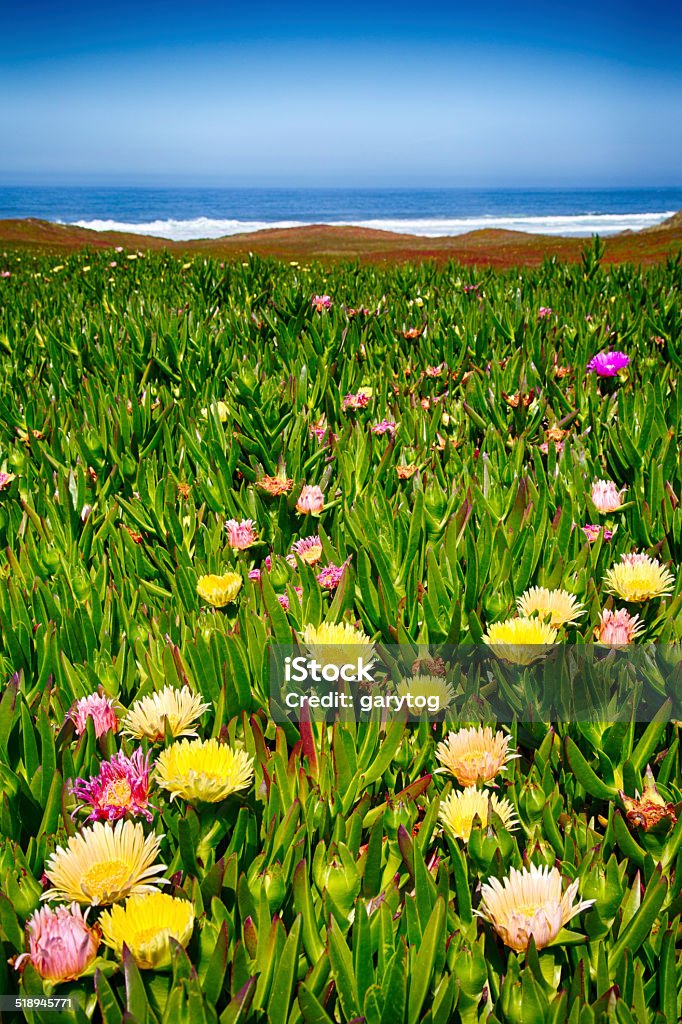 Coastal Wildflowers Wildflowers on the beach in Point Reyes National Seashore. California Beach Stock Photo