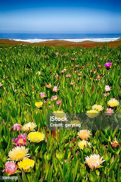 Coastal Wildflowers Stock Photo - Download Image Now - Beach, Beauty, Beauty In Nature