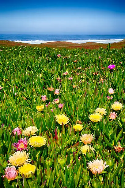 Photo of Coastal Wildflowers