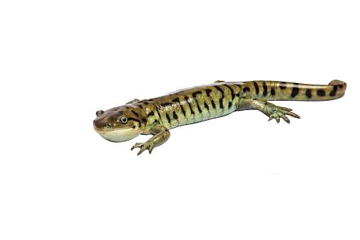 This is a photograph of a Tiger Salamander isolated on a white background.