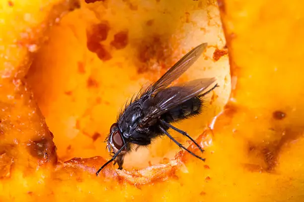 Macro / close-up photograph of a Blow Fly on a rotten apple