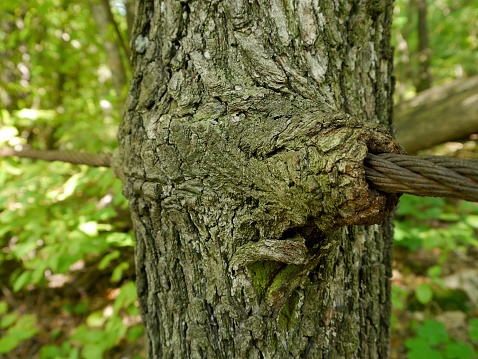 ingrown rope to a tree