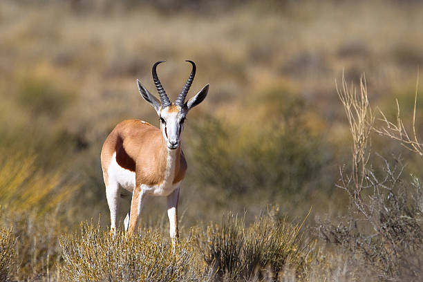 istock Male Springbok in dry grassland 518946977