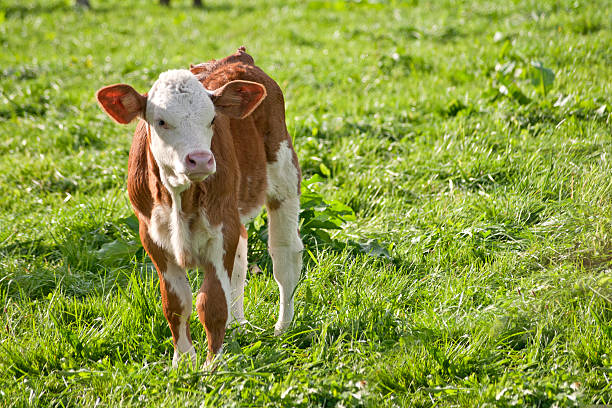 istock Young calf in the meadow 518947173