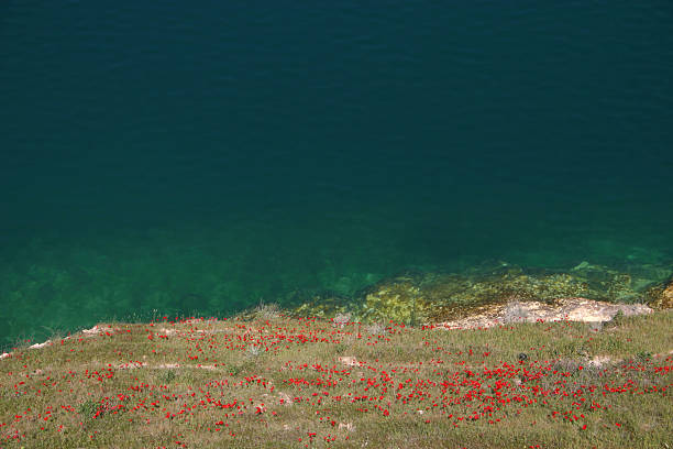 Poppy Flowers at Lake Assad - Syria The Tabqa Dam is an earth-fill dam on the Euphrates, located 40 kilometres (25 mi) upstream from the city of Ar-Raqqah in Ar-Raqqah Governorate, Syria. The dam is 60 metres (200 ft) high and 4.5 kilometres (2.8 mi) long and is the largest dam in Syria. Its construction led to the creation of Lake Assad, Syria's largest water reservoir. The dam was constructed between 1968 and 1973 with help from the Soviet Union. euphrates syria stock pictures, royalty-free photos & images