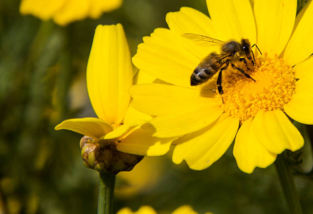 żółty daisy i pszczoła. - bee honey bee single flower honey zdjęcia i obrazy z banku zdjęć