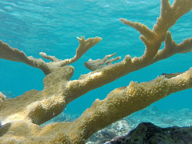 elhorn coral detail - acropora palmata stockfoto's en -beelden